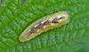 Syrphus sp.
